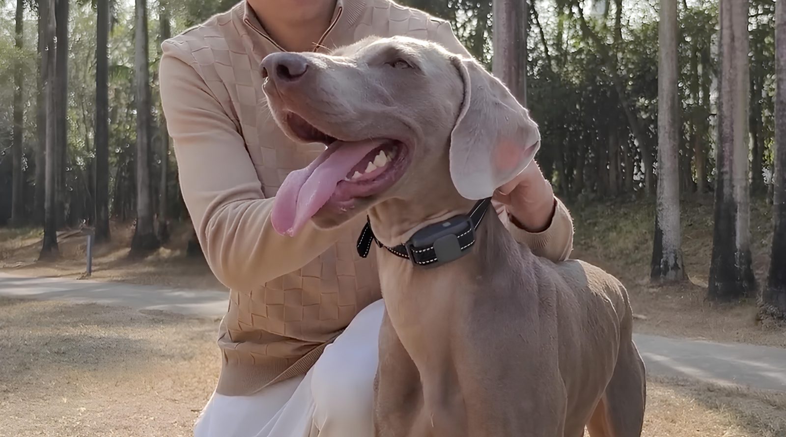 Человек с большой собакой гуляет в лесу, солнечный день.