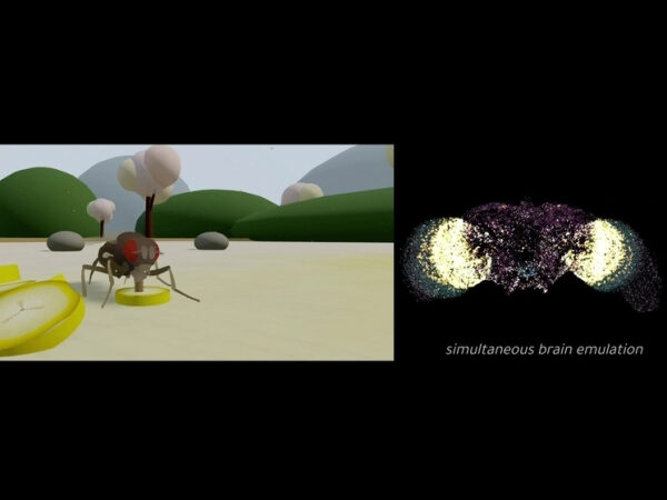 Анимация мухи на фоне природы и эмитация мозга – визуальная иллюстрация научного исследования.