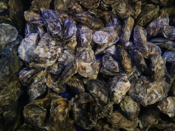 Куча свежих устриц в раковинах на выставке морепродуктов.