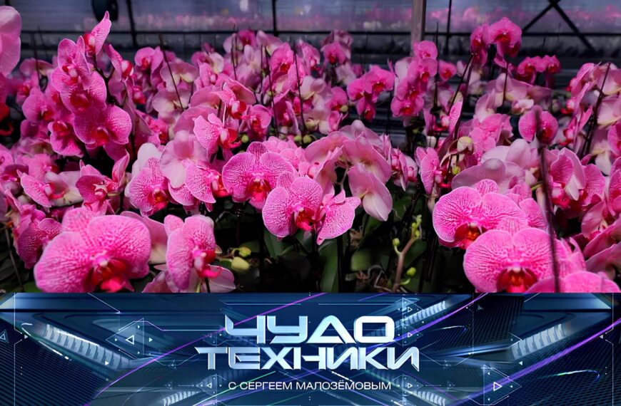 Розовые орхидеи в теплице на фоне заставки телепередачи "Чудо техники".
