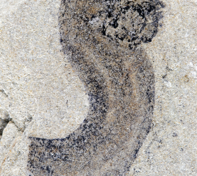 Окаменелость древнего организма на серой каменной поверхности, детали хорошо видны.