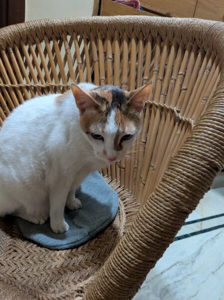 У Pixel 10a нет выступа камеры, и это здорово. 21 19e2f708720d433d071078c961f14909