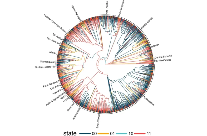 Диаграмма языковой эволюции, показывающая связи между разными языковыми семьями.