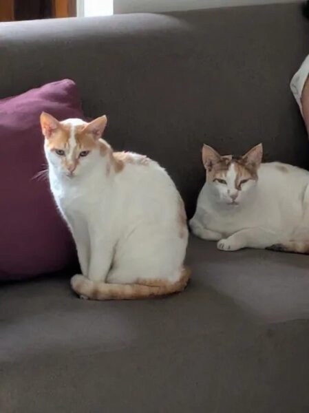 У Pixel 10a нет выступа камеры, и это здорово. 25 24c5c6006a7e1599246041e017bf4f62