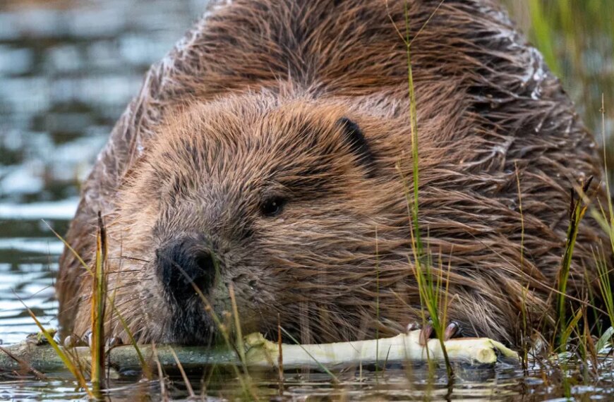 Бобёр в воде грызёт ветку, крупный план природы и дикого животного.