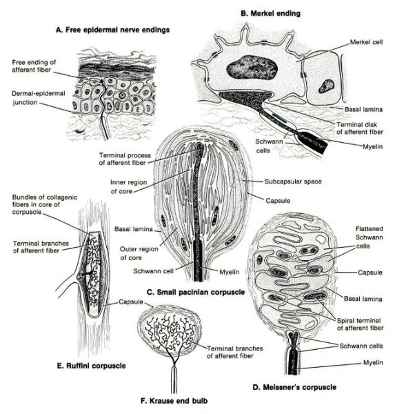 Диаграмма кожных нервных окончаний и рецепторов: Меркель, Руффини, Мейсснера, Пацини, Краузе.