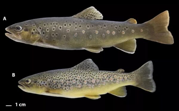 . Редкие виды рыб Волги, нуждающиеся в охране — (А) форель (резидентная форма) балтийской кумжи (Salmo trutta) и (B) форель каспийской кумжи (Salmo caspius), изученные в ходе исследования. Источник: Boris A. Levin et al. / Metabarcoding and Metagenomics, 2026