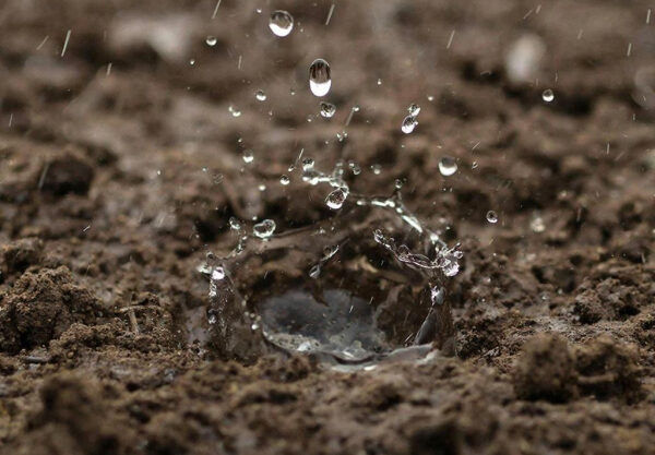 Ученые выяснили, каким образом почва удерживает влагу Ученые выяснили, каким образом почва удерживает влагу