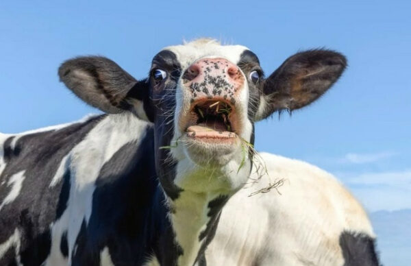 439827a90d11bed9997c582c6bd30f99