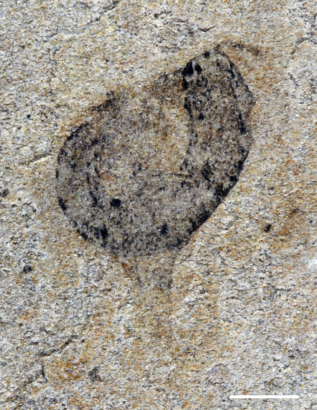 Изображение изогнутого, червеобразного тела с множеством отростков на одном конце. Это тёмный углерод на песчанике.