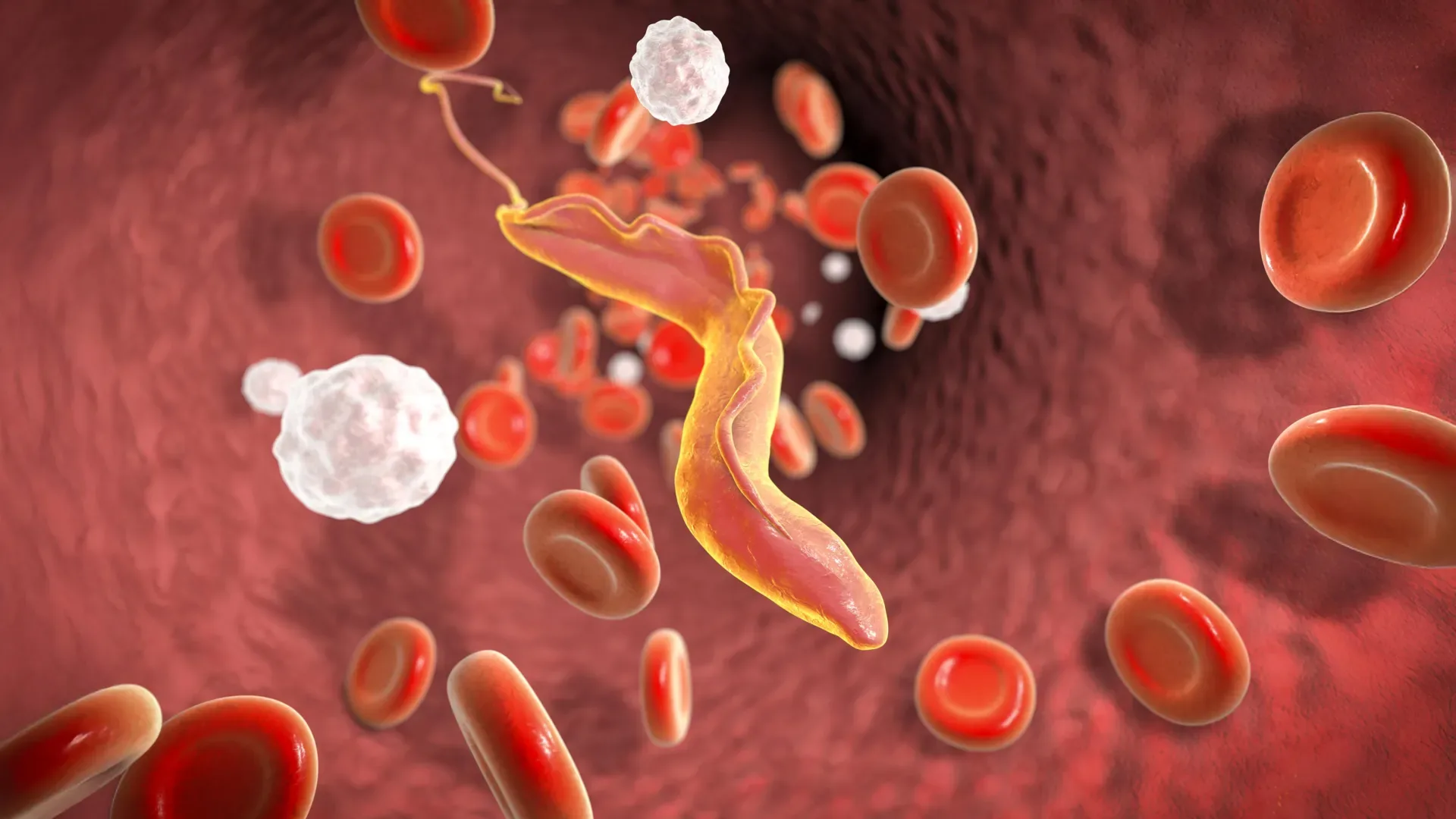 Ученые обнаружили «молекулярный измельчитель», который помогает смертельно опасному паразиту избегать иммунной системы. 1 Смертельно опасный паразит использует генетический «измельчитель».