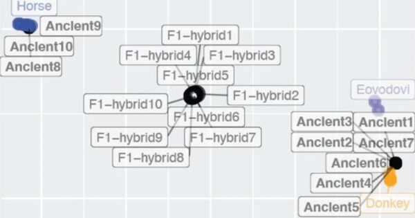 Древнейшие лошаки из Китая оказались ослами. Французские ученые опровергли выводы китайских коллег 1 48ee55bf600fe37529d885a564c969bc