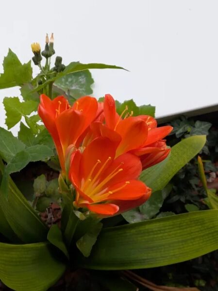 У Pixel 10a нет выступа камеры, и это здорово. 6 5208590ad316d2de26cec9a429bb1cad