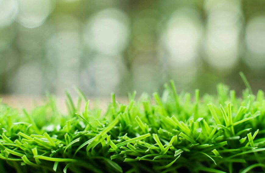Зелёная трава на фоне размытых деревьев, символ природы и экологичности.