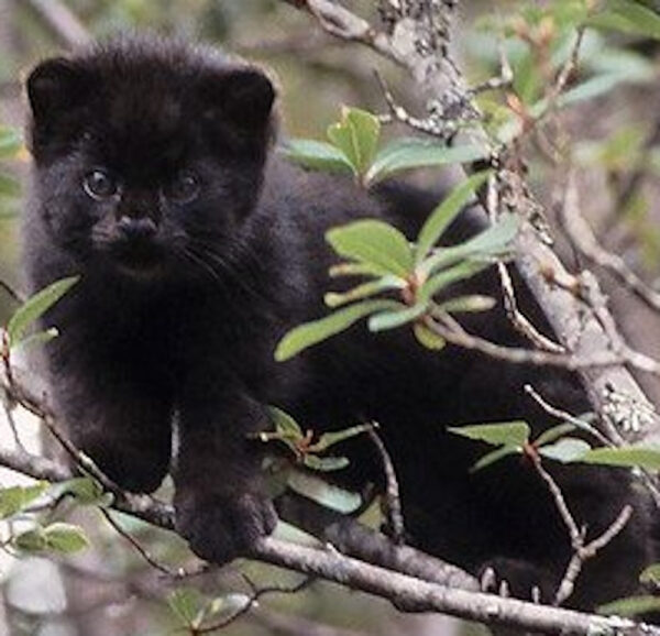 5ad4a70e50a47db53c3a6b4c1be70993