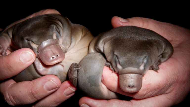 Птенцы утконоса на руках, крупный план.