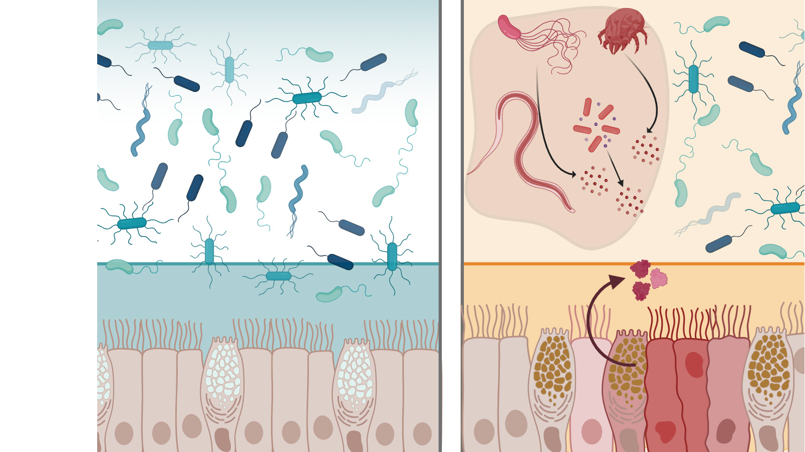 На изображении слева показана здоровая ткань, содержащая бактерии и здоровый слизистый слой. Справа видны вирусы, которые блокируются ферментом mltln2 в слизистом слое.