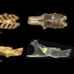 Снимок зубов летучих мышей с микроскопом и 3D-визуализацией, черный фон, масштаб в миллиметрах.