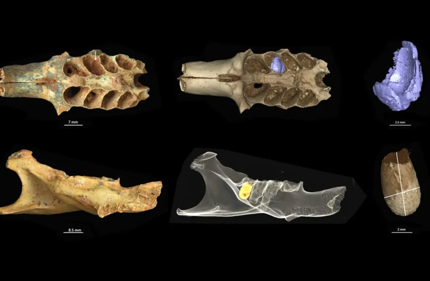 Снимок зубов летучих мышей с микроскопом и 3D-визуализацией, черный фон, масштаб в миллиметрах.
