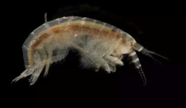 Гаммарус Гаммарус