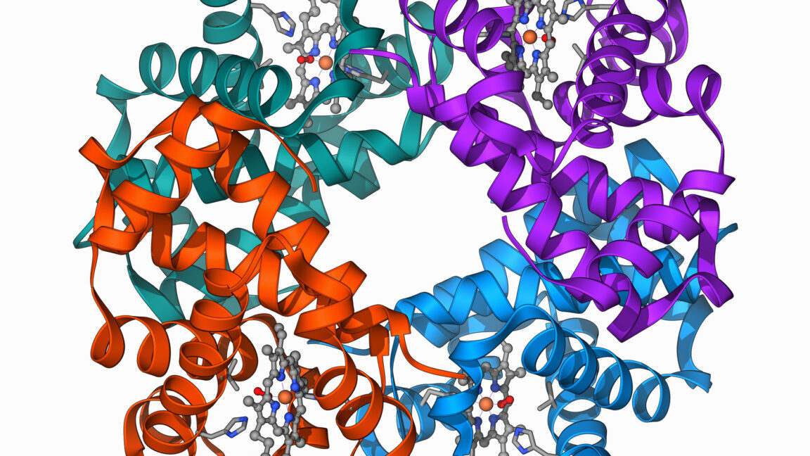 Компьютерная модель, изображающая четыре белка в молекуле гемоглобина в виде разноцветных лент, которые очерчивают структуру.