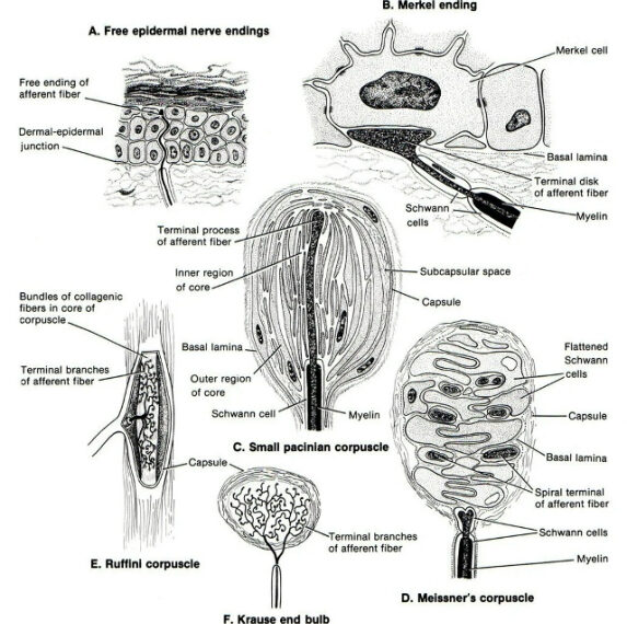 Диаграмма нервных окончаний: Меркель, Пачини, Руффини, Мейсснера, концевые луковицы Краузе.