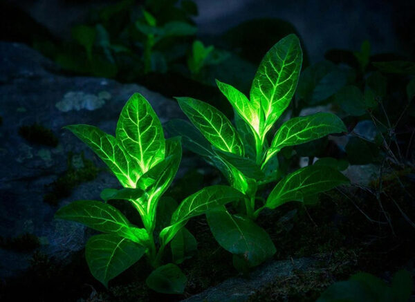 В Китае вырастили светящиеся растения для освещения улиц