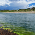Спокойная река с зелеными водорослями и холмы под облачным небом.