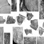 Фрагменты ископаемых костей динозавров, черно-белое изображение для научного исследования.