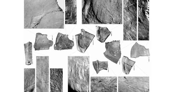 Фрагменты ископаемых костей динозавров, черно-белое изображение для научного исследования.