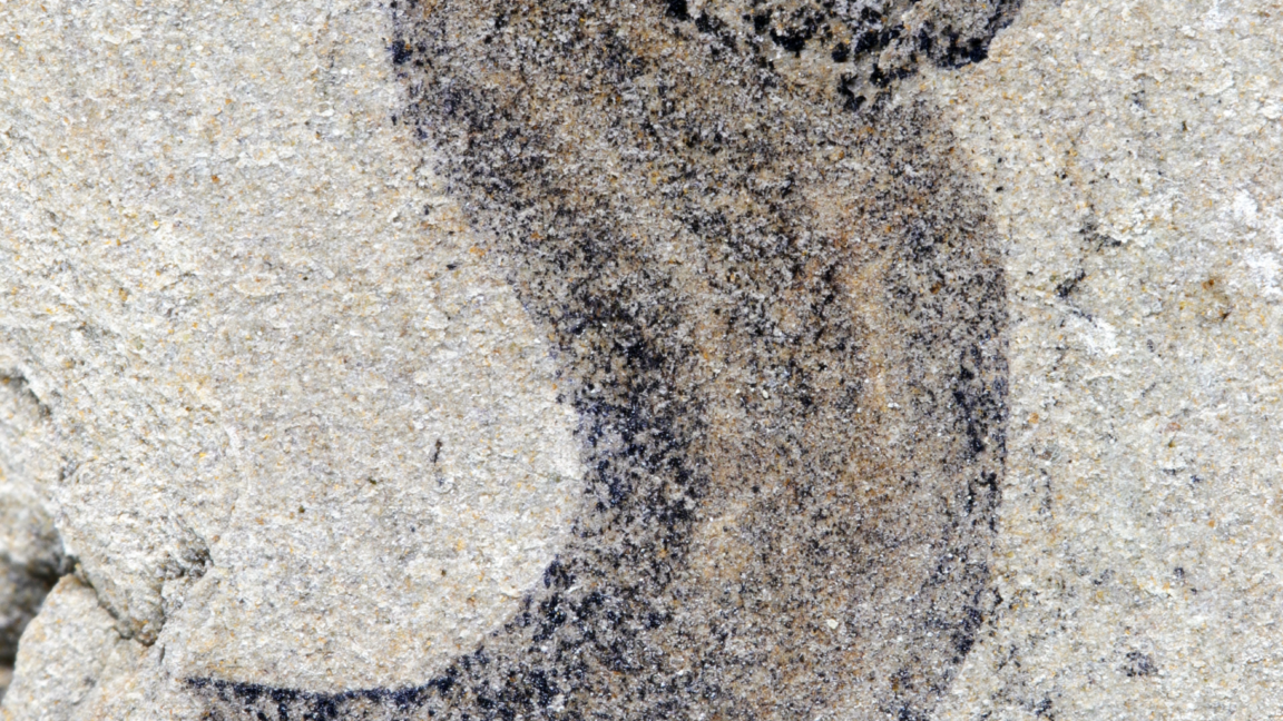 Изображение черного окаменелого отпечатка, предположительно, толстого червеобразного существа.