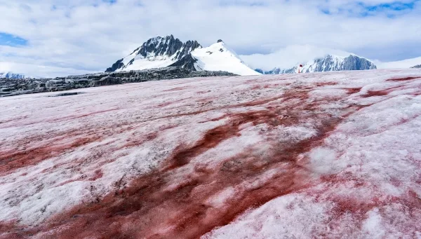 В Антарктиде водоросли окрашивают снег в темно-красный цвет.