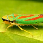 Ярко-зелёный цикад сидит на листе, крупный план макросъёмки.