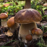 Белые грибы в лесу, окружённые зеленью и опавшими листьями, на солнечной поляне.