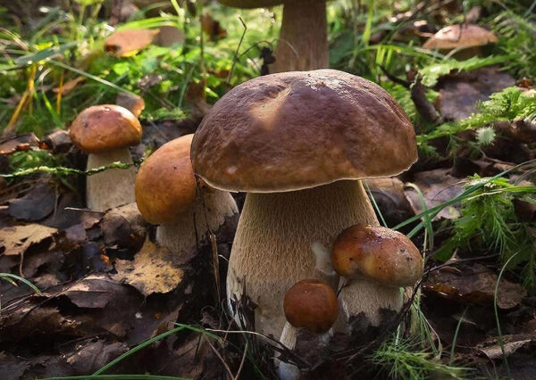 Учёные зафиксировали у грибов обмен электрическими сигналами Учёные зафиксировали у грибов обмен электрическими сигналами