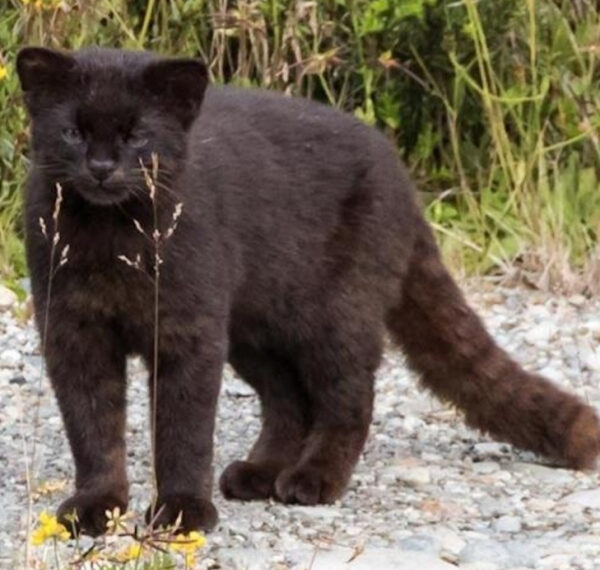 Знакомьтесь — Чилийский дикий кот, или конкод —&hellip;