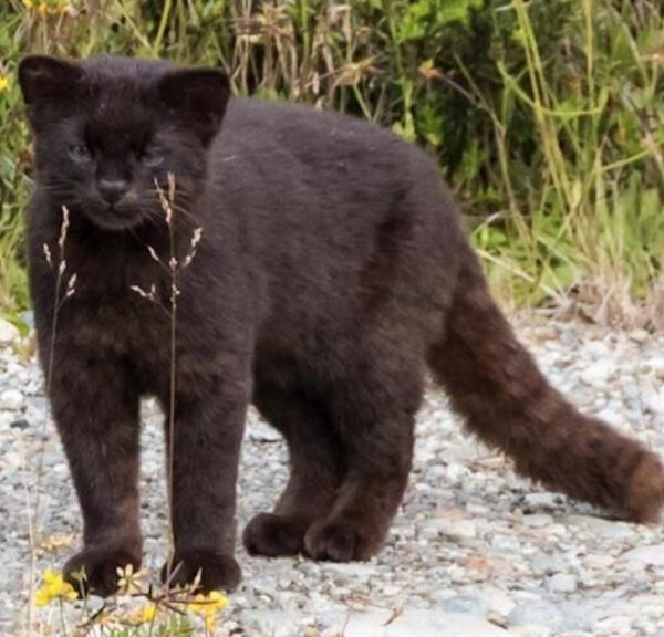 a9f9204e2754a6590084fc3511cc85b7