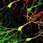 Цветные нейронные сети на черном фоне, изображение нейронов в мозге.