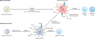 Клиническая разработка вакцин против рака 3 ae7e66fcd1af45a10ed77a701fe259c3