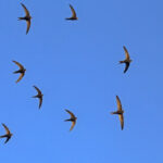 Стая стрижей летит на фоне голубого неба.