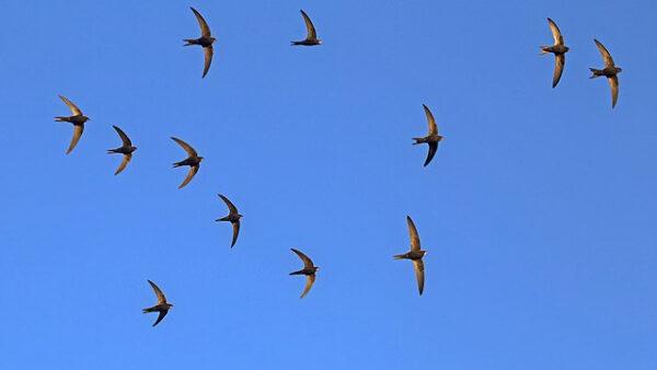 af54fa5152d7e4ae053a509081f66f7f