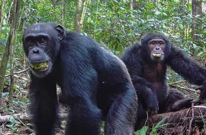 Угандийские шимпанзе разделились на две враждующие группировки, а затем убили своих соперников.