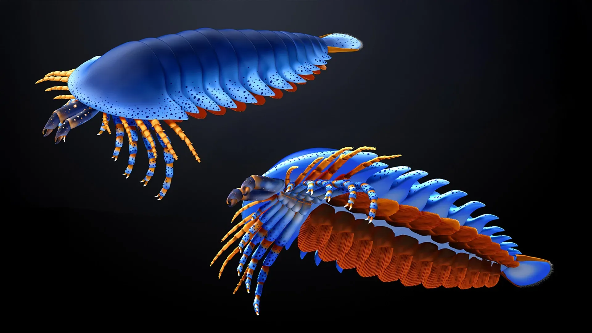 Этот крошечный коготь в окаменелости возрастом 500 миллионов лет переписал историю происхождения пауков. 1 Древний коготь раскрывает происхождение паука.