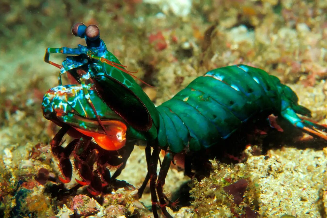 New Scientist. Научные новости и аналитические статьи от экспертов-журналистов, освещающие достижения в науке, технологиях, здравоохранении и охране окружающей среды, на сайте и в журнале.