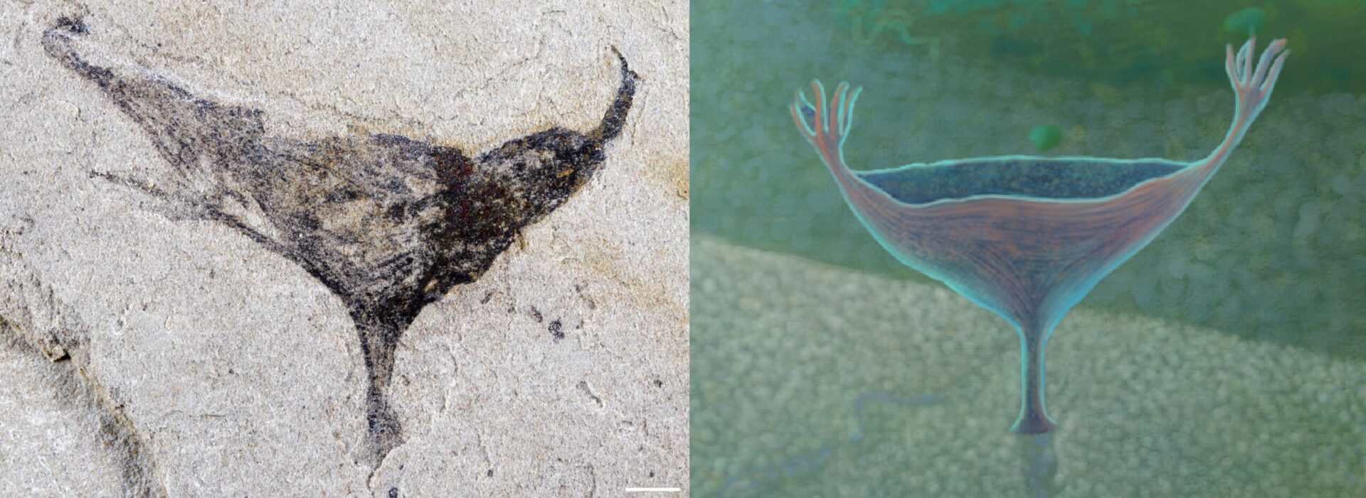 Два изображения, одно — фотография, другое — карикатура, на которых изображено чашеобразное тело с щупальцами на обоих концах и стеблем, соединяющим его с морским дном.