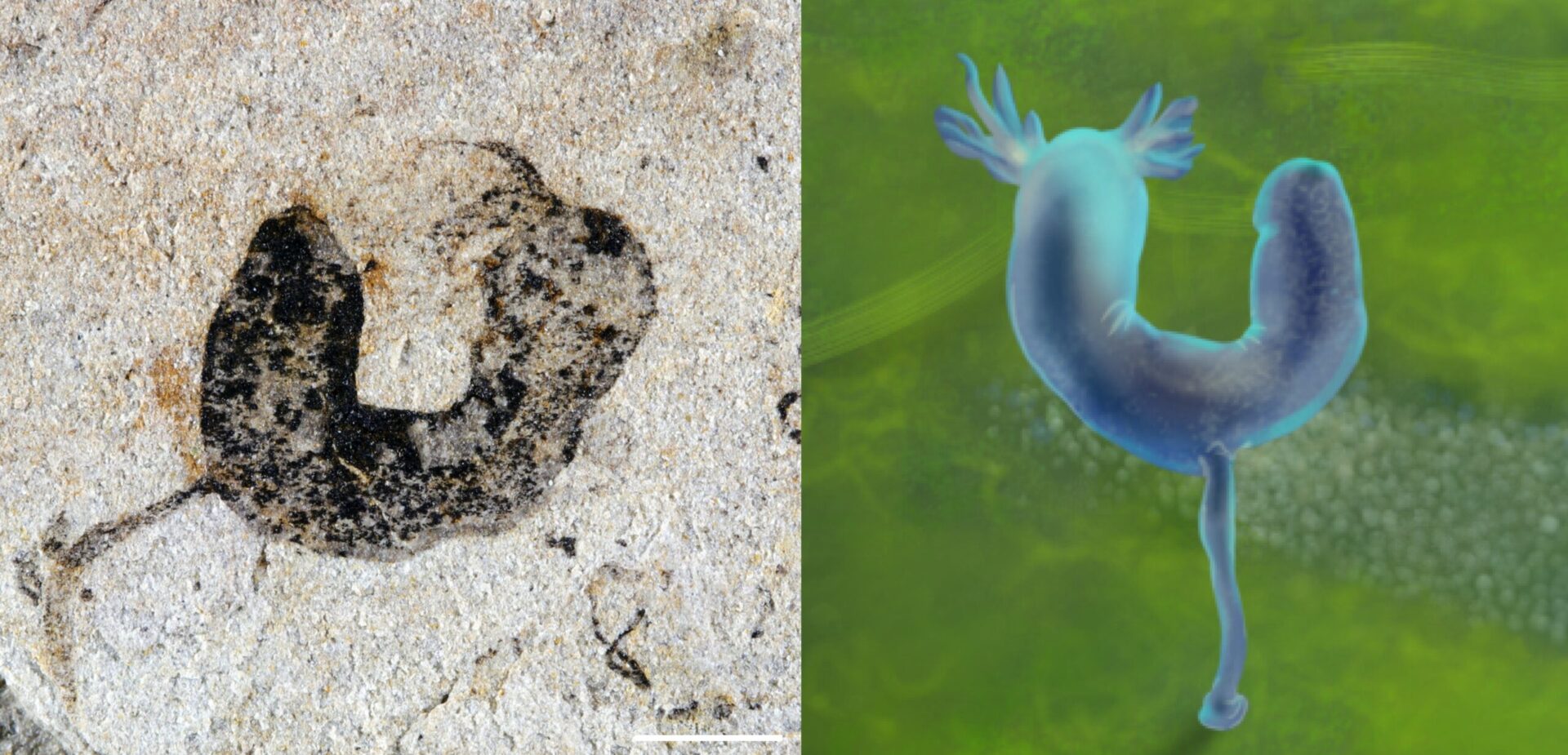 Изображение чёрного окаменелого скелета, который по форме напоминает согнутую колбасу с щупальцами на одном конце и стеблем, прикрепляющим его ко дну океана. Существует также его мультяшная интерпретация.