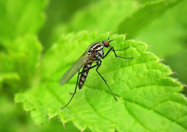Ученые обнаружили запах, который может защитить от укусов комаров