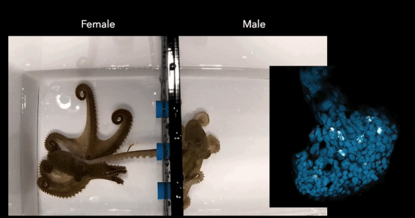 e1baf1e7393406cc1cacdf64ac54e38a