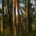 Эвкалиптовый лес при закате, яркие цвета коры деревьев и густая растительность.