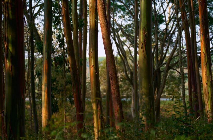 Эвкалиптовый лес при закате, яркие цвета коры деревьев и густая растительность.